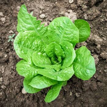 Lettuce- Parris Island Cos