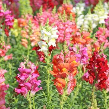 Snapdragon- Tetra Mix