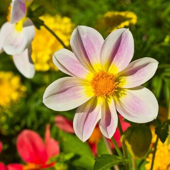 Dahlia- Unwin's Bedding Mix