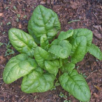 Spinach- Bloomsdale Long Standing