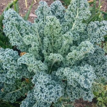 Kale- Dwarf Blue Curled