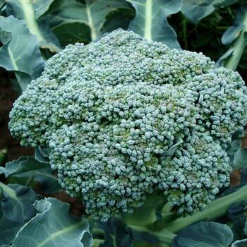 Broccoli- Di Ciccio