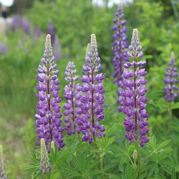 Lupin- Hartweggii