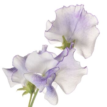 Sweetpea- High Scent
