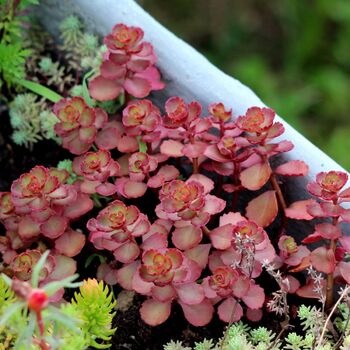 Sedum- Voodoo