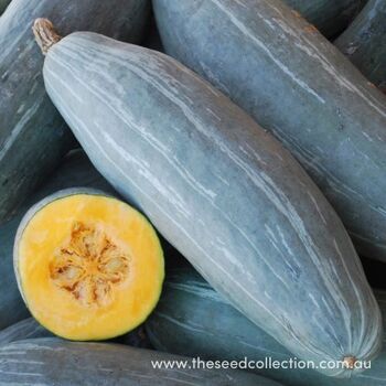 Winter Squash- Guatemalan Blue Banana
