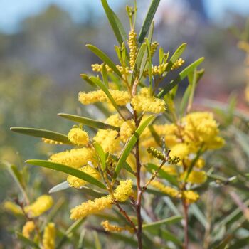 Raspberry Jam Wattle