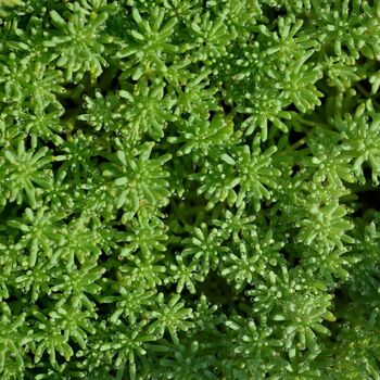 Sedum- Lizard of Madagascar
