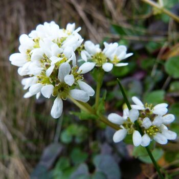 Scurvygrass