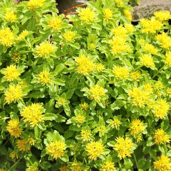 Sedum- Japanese Stonecrop