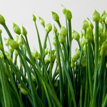 Garlic Chives - New Belt