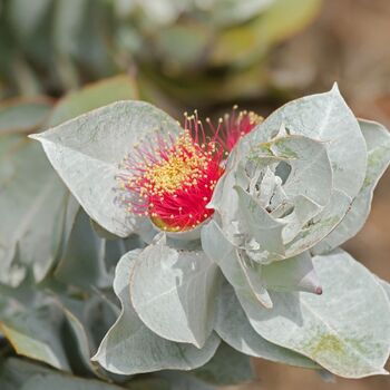 Eucalyptus- Rose of the West