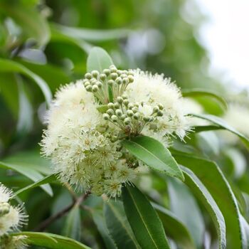Lemon Myrtle