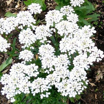 Candytuft- Iceberg