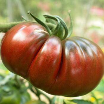Tomato- Black Krim