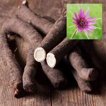 Salsify- Mammoth Sandwich