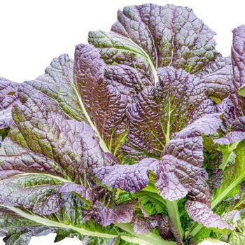 Mustard Greens- Red Giant