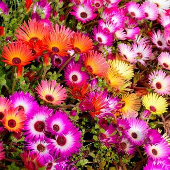 Livingstone Daisy Mix