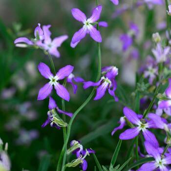 Stock, Evening Scented