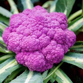 Cauliflower- Purple Sicily