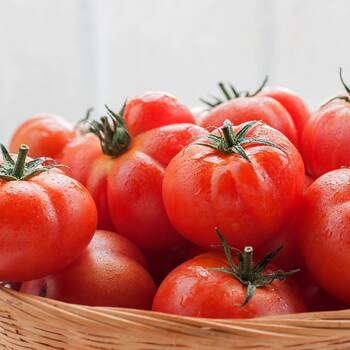 Tomato- Brandywine Red