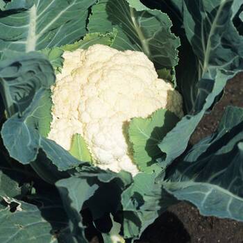 Cauliflower- Early Jesi