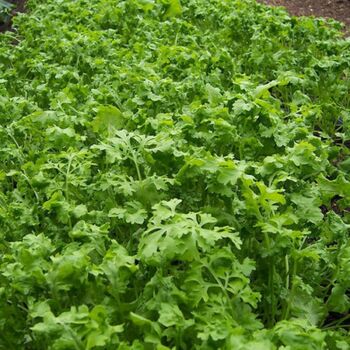 Education Zone, How To Grow Salad Cress