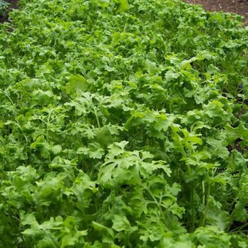 Garden Cress- Wrinkled Crinkled