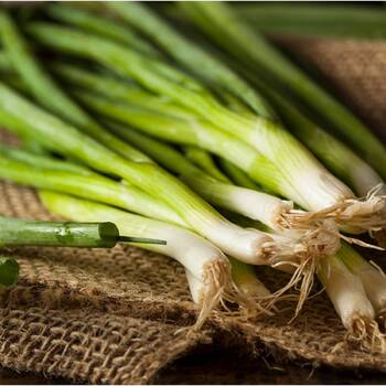 Bunching Onion- Straight Leaf