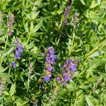 Hyssop