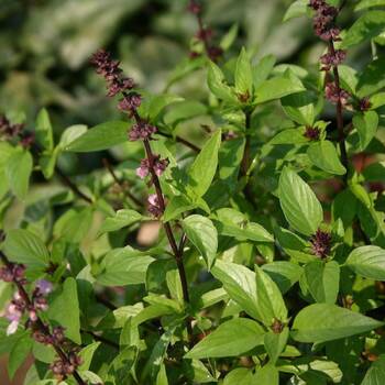 Basil- Thai