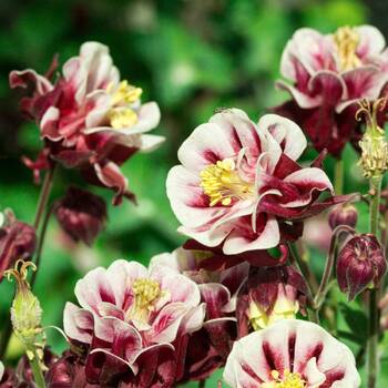 Aquilegia- Double Flowered Mix