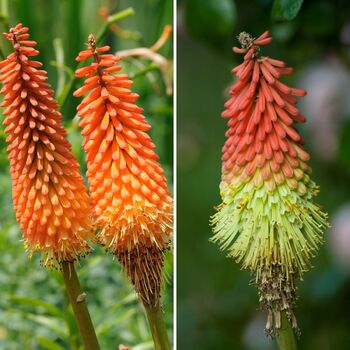 Red Hot Poker- Grandiflora Mix