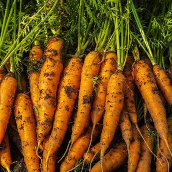 Carrot- Berlicum