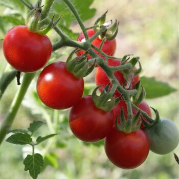 Tomato- Garden Delight