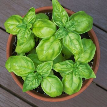 Basil- Gecofure