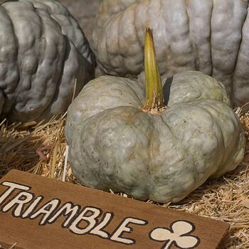 Pumpkin- Triamble