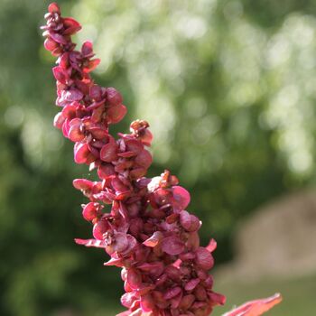 Orach- Red Plume