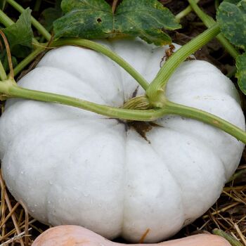Pumpkin- Flat White Boer