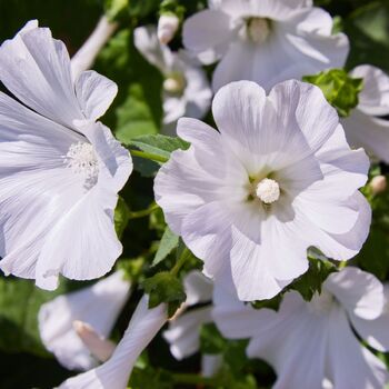 Mallow- Mont Blanc