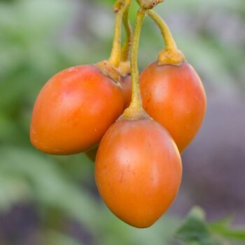 Tamarillo- Orange