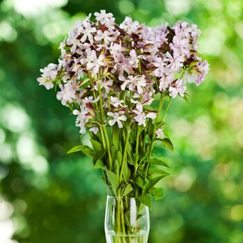 Soapwort- White Beauty