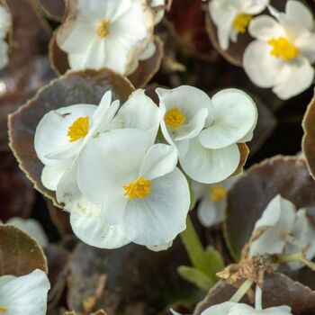 Begonia- Ambra White
