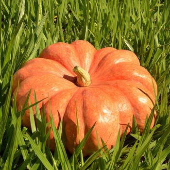 Pumpkin- Moranga