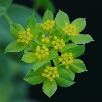 Bupleurum