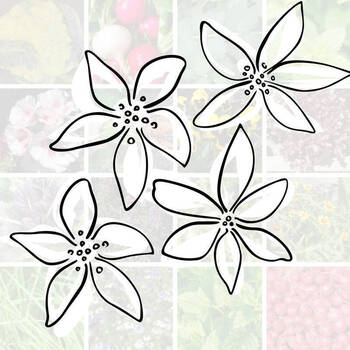 March Flower, Cool Climate, Seed Bundle