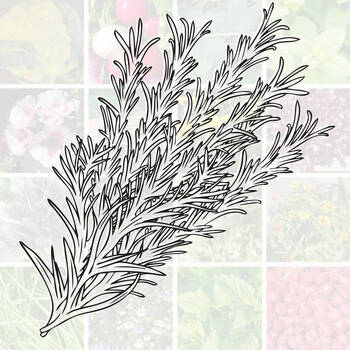 March Herb, Cool Climate, Seed Bundle