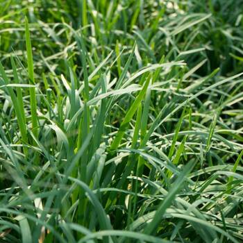 Garlic Chives