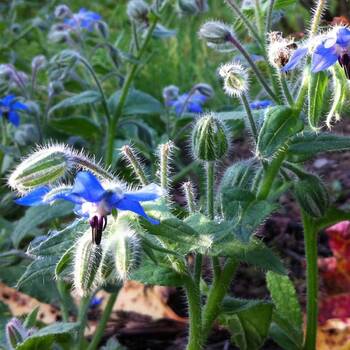 Borage