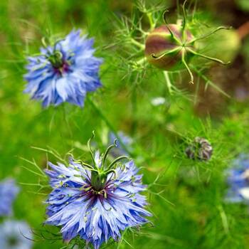 Nigella- Miss Jekyll Blue